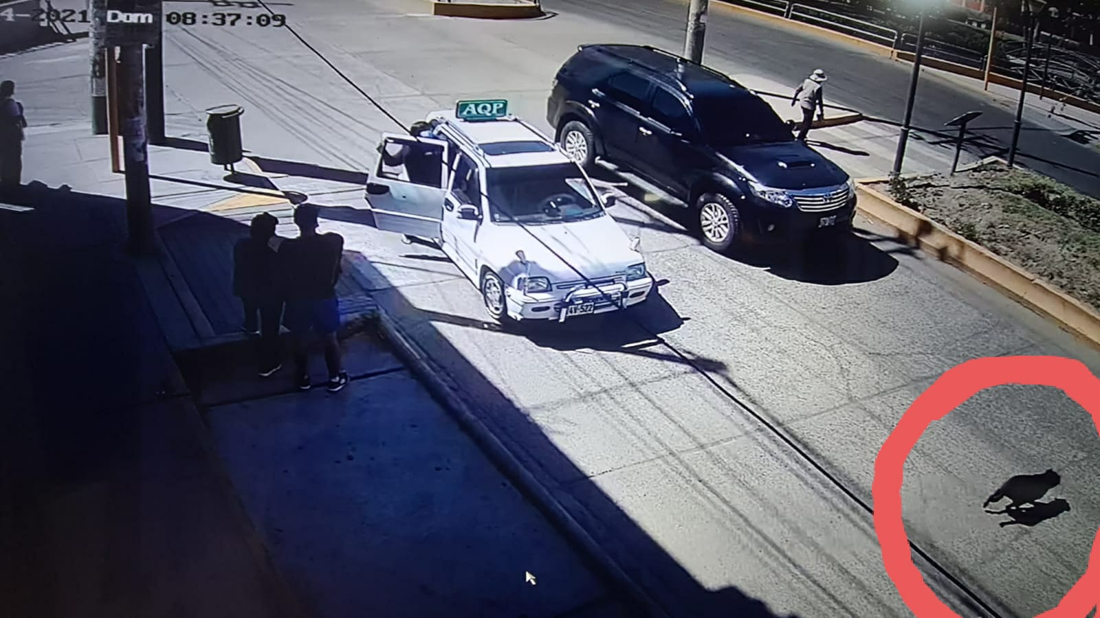 VIDEO. Perrito tuvo que ser sacrificado luego de ser atropellado por una camioneta en José Luis Bustamante y Rivero