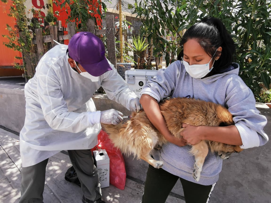 Este sábado 11 de diciembre continúa campaña de vacunación antirrábica canina en Cerro Colorado
