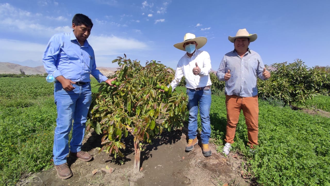 Municipio de La Joya entrega plantones de palta, guayaba y limón a agricultores de la zona