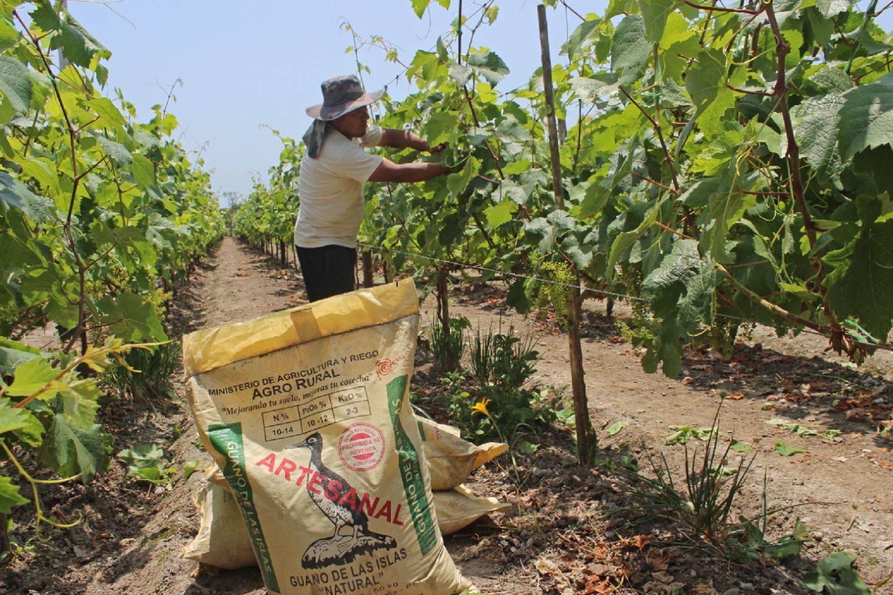 Gobierno anuncia que entregará fertilizantes a agricultores mediante Agrorural