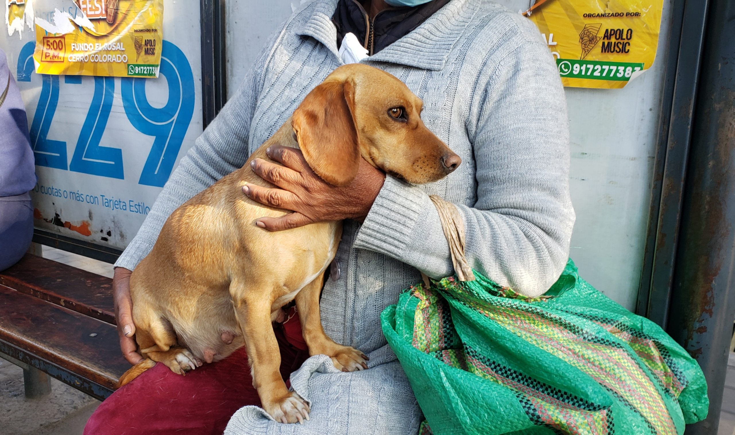 Anciana pide apoyo para su perrita que fue atropellada en Chiguata