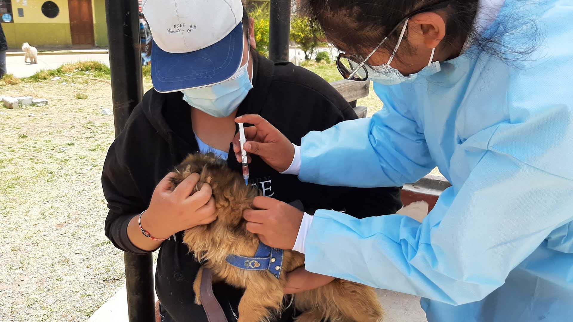La GERESA y la municipalidad de Cayma vacunarán a más de 20 mil perros en campaña antirrábica