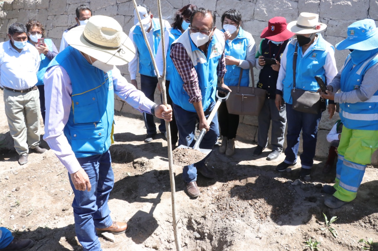 Cayma cumple meta de plantar el árbol 100 mil para mejorar la calidad de aire de Arequipa