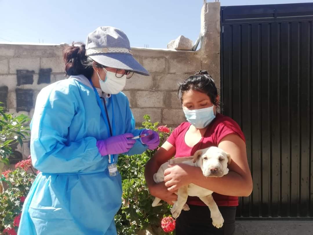 Cayma ofrecerá atención veterinaria gratuita y vacunación para canes
