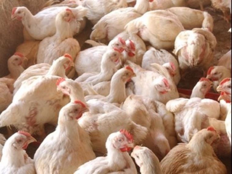SENASA declara emergencia sanitaria por 90 días por influenza aviar