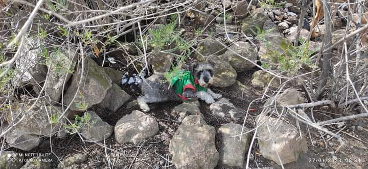 Perrito fue atacado por canes de mayor tamaño y se encuentra abandonado en torrentera de ASA