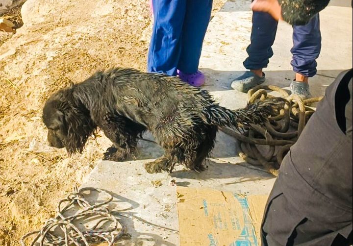 VIDEO. Serenos de Cayma rescatan a perrito que cayó en buzón de desagüe