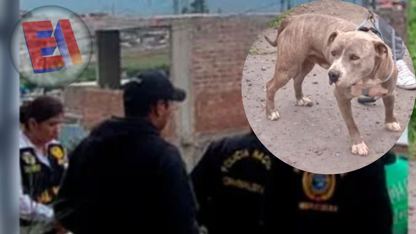 Perro de raza pitbul mata a anciano y deja tres personas heridas
