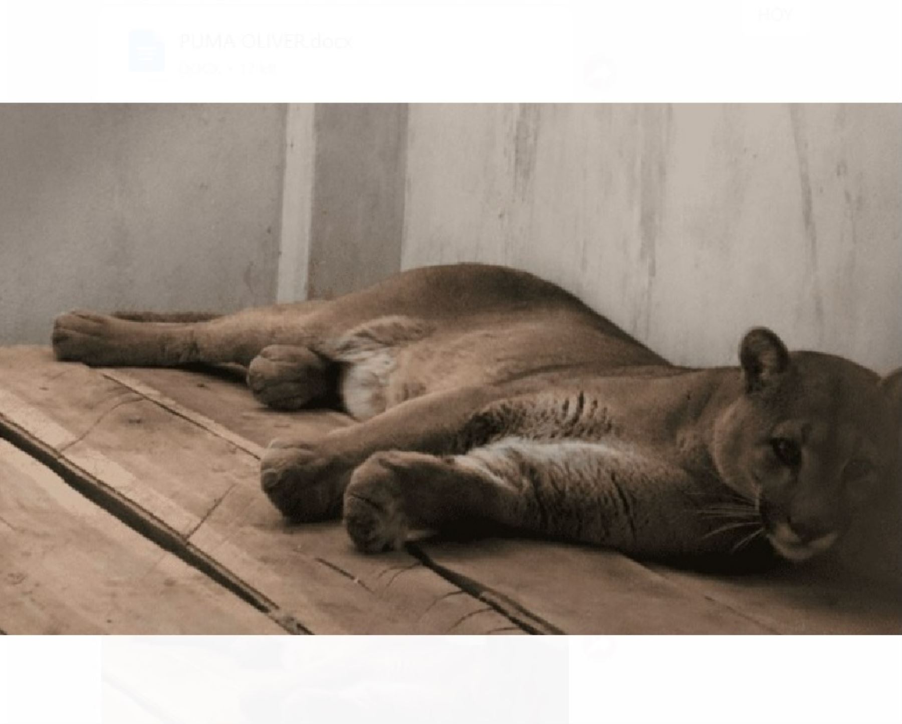 Puma andino hallado en Tacna será liberado en área de conservación regional de Vilcanota