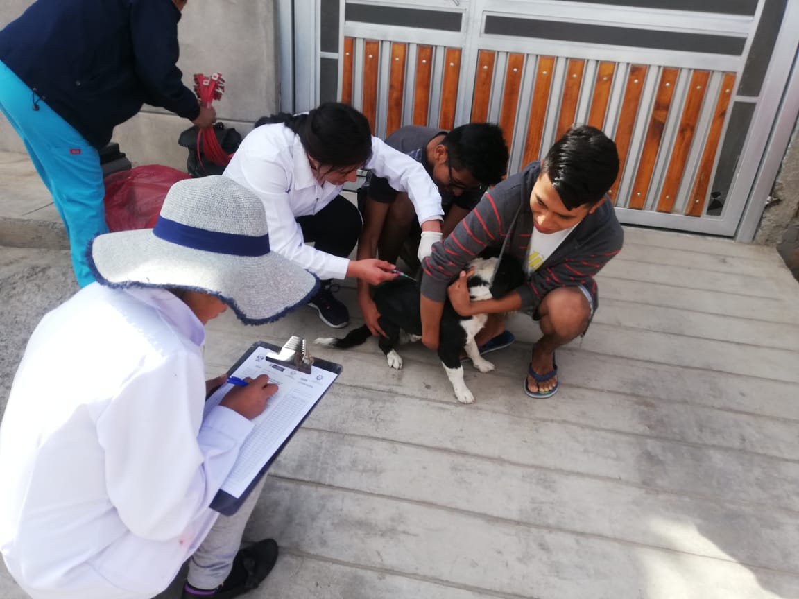 Más de 250 canes fueron vacunados contra la rabia en el distrito de Cerro Colorado