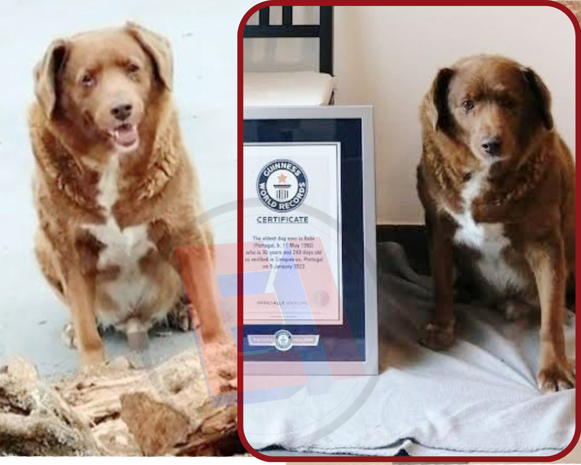 El perro más longevo del mundo se llama Bobi y el Guinness World Records confirmó que es el can más viejo de la historia