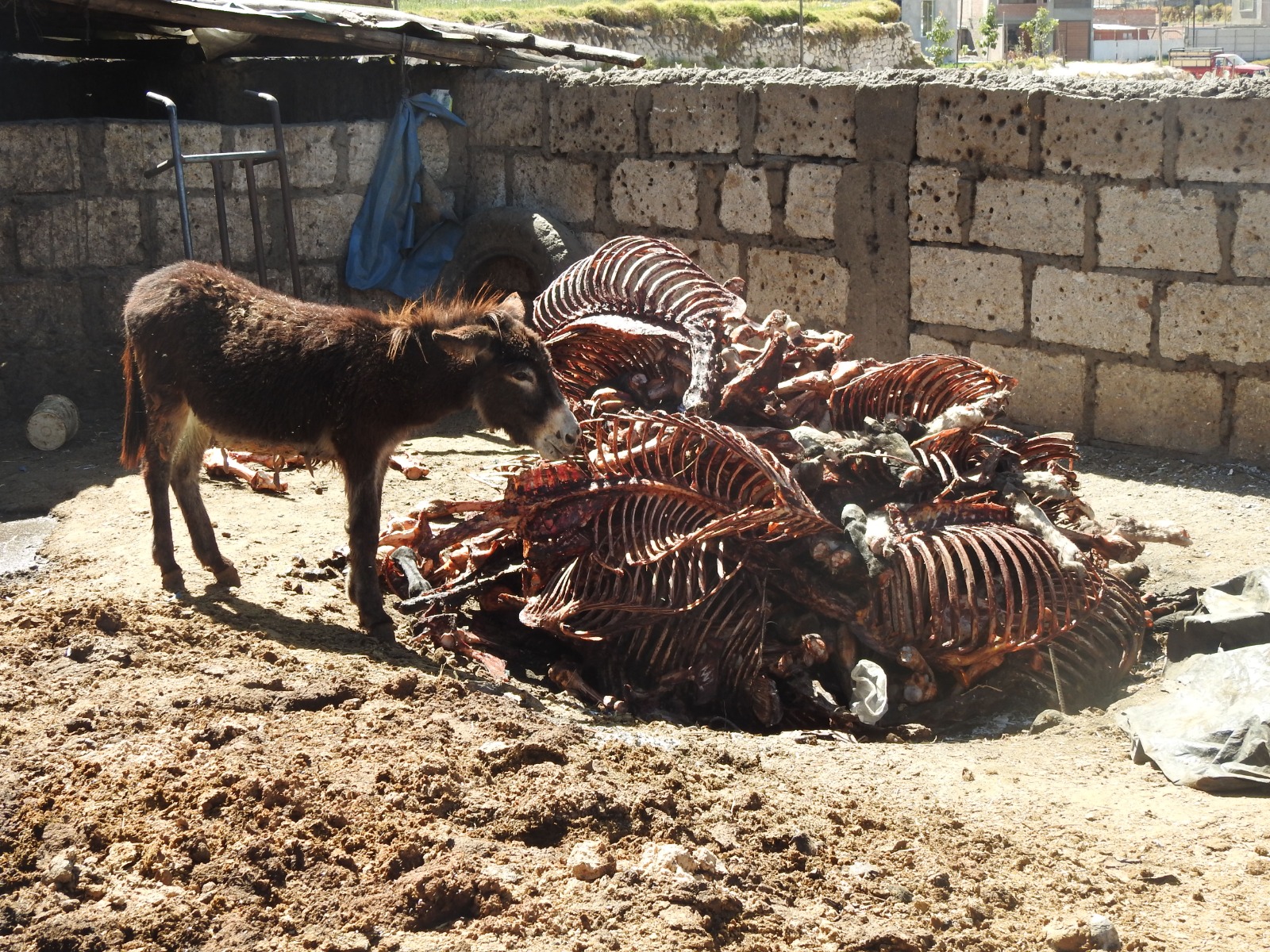 Decomisan más de una tonelada de carne de caballo y burro en camal clandestino en Cerro Colorado