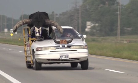 Varon adapta su vehículo para sacar a pasear su mascota un toro con enorme cornamenta