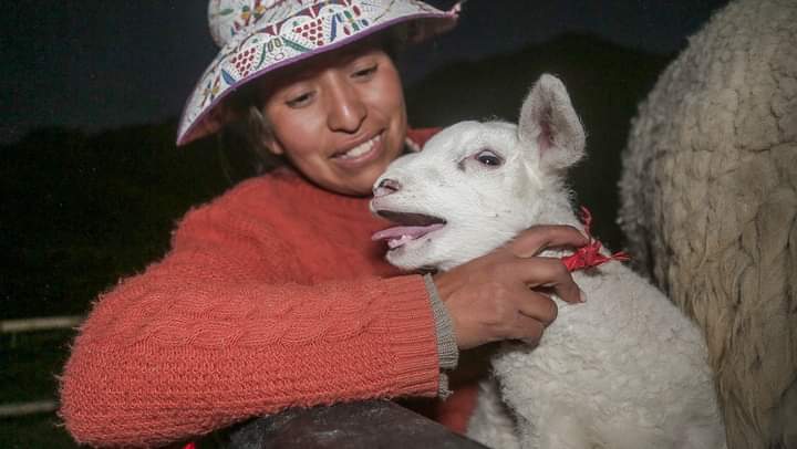 Nacen 16 ovejas por inseminación artificial en la provincia de Caylloma