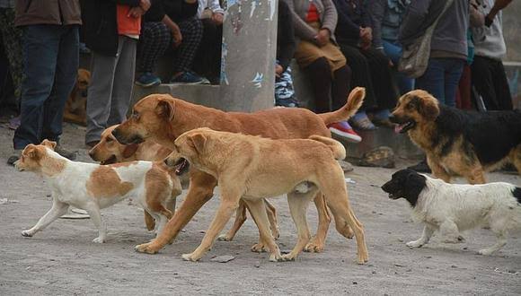 Municipio de Paucarpata sancionará con multa de 9 mil 900 soles a vecinos que abandonen a sus perros en la calle