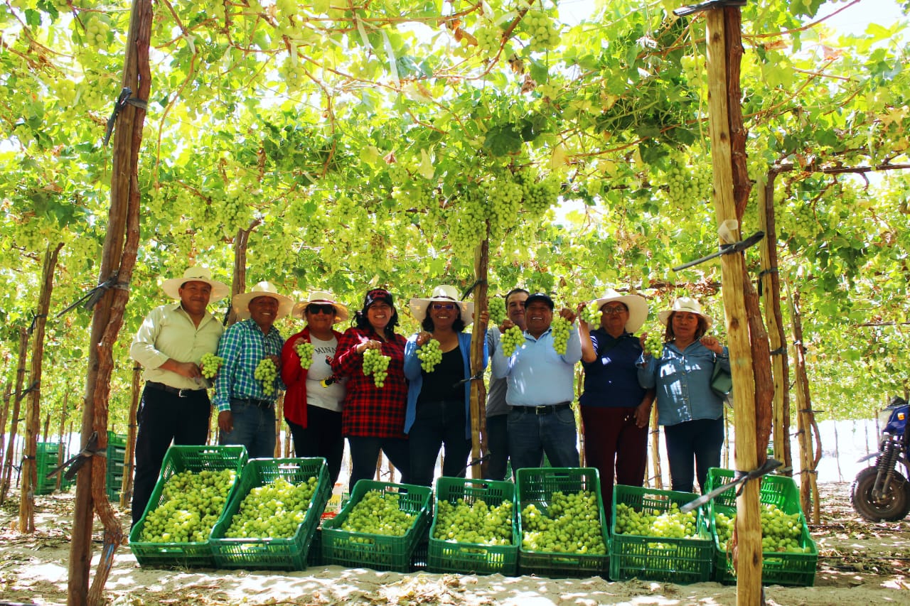 Incrementará producción de uva Thompson Seedless en Pampas de Majes