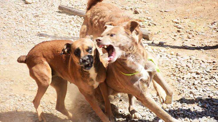 Dos nuevos casos de rabia canina se reportaron en Socabaya