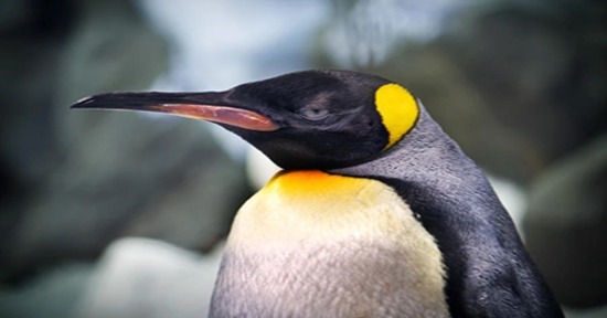 Perú, país con más aves del mundo. Una oportunidad para Arequipa