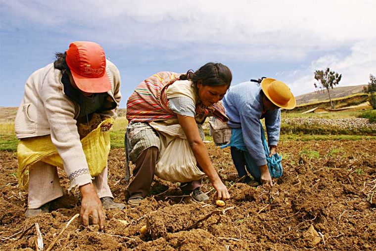 El Perú cuenta con casi un millón de mujeres productoras agrarias informó el MIDAGRI